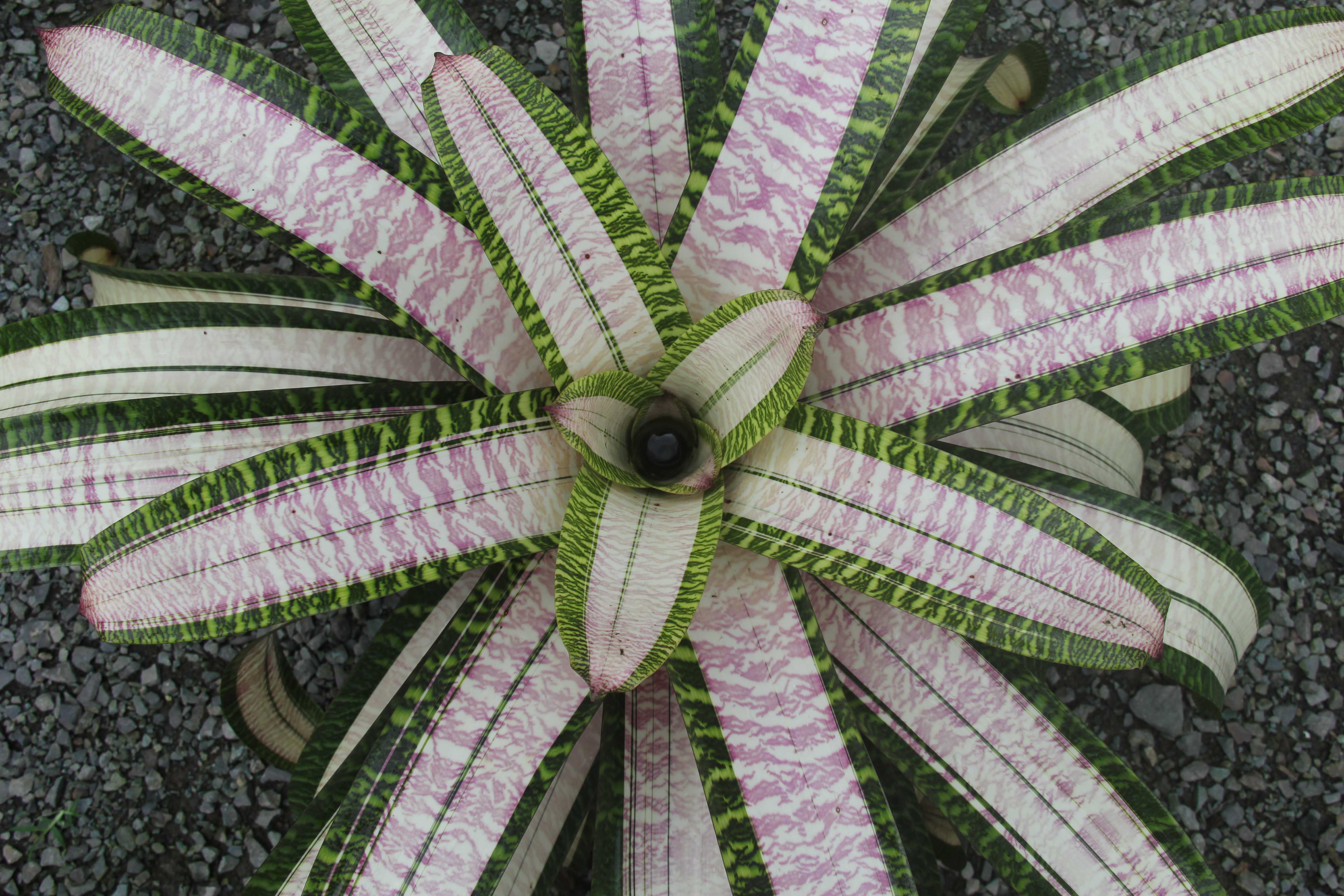 All Plants | Fantastic Gardens Hawaii